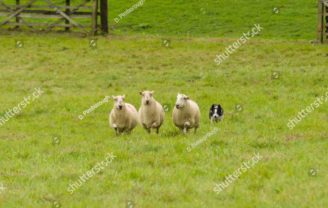 stock-photo-welsh-border-collie-sheep-dog-rounding-up-sheep-on-a-farm-in-north-wales-703634065_0