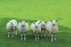 group of sheep