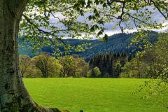 Scottish Borders countryside