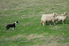 Sheep dog herding group of sheep