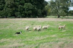 Sheep dog herding group of sheep