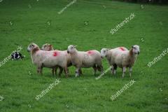 stock-photo-border-collie-herding-sheep-in-a-meadow-during-a-sheepdog-competition-1507007600_0