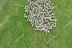 stock-photo-drone-aerial-shot-sheep-moving-herding-sheep-dog-2476218569