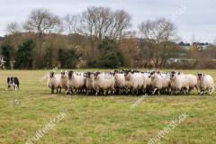 stock-photo-tri-colored-border-collie-sheepdog-working-the-sheep-1274331895